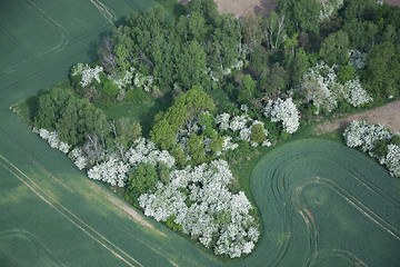 Image showing Fields and Meadows, Brandenburg, Germany