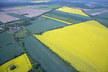 Image showing Rape Field