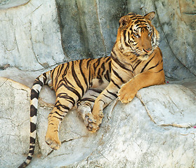 Image showing Tiger resting