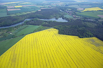 Image showing Rape Field