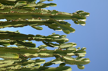 Image showing Cactus