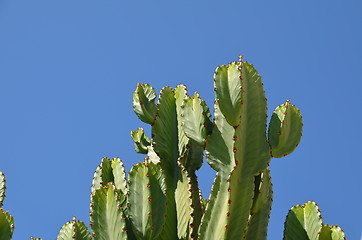 Image showing Cactus