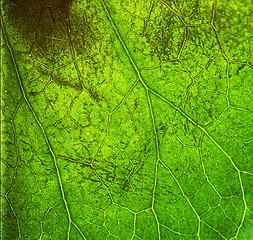 Image showing Leaf