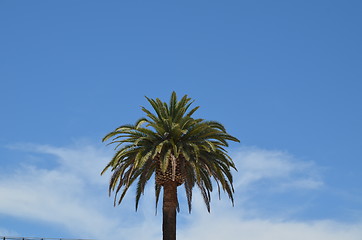 Image showing Summer and palm tree