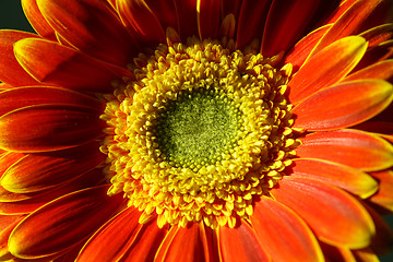 Image showing Flower background