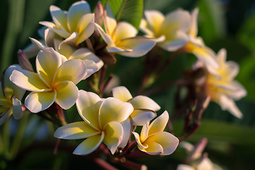 Image showing Flower background