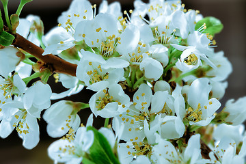 Image showing Flower background