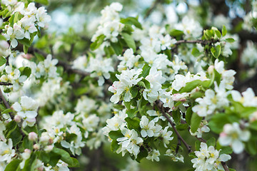 Image showing Flower background