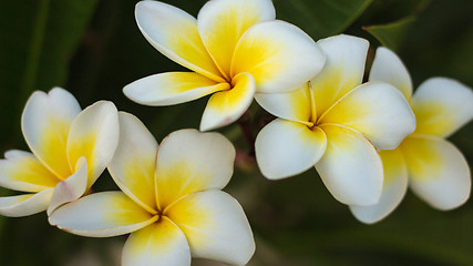 Image showing Flower background