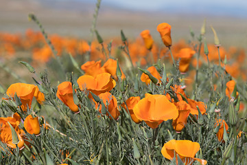 Image showing Antelope Valley Poppy Reserve, California, USA