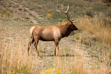 Image showing Yellowstone National Park, USA