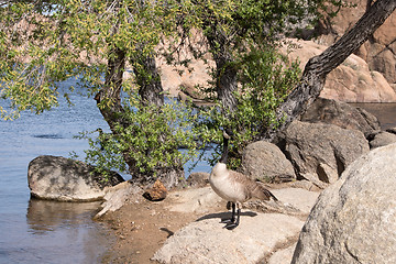 Image showing Watson Lake Park, Arizona, USA