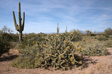 Image showing Lost Dutchman State Park, Arizona, USA