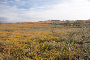 Image showing Antelope Valley Poppy Reserve, California, USA