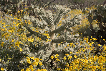 Image showing Cactus at Saguaro National Park, Arizona, USA