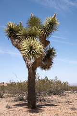 Image showing Joshua Tree National Park, California, USA