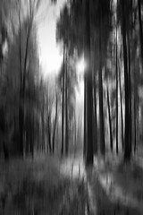 Image showing Forest with Snow, Black&White