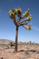 Image showing Joshua Tree National Park, California, USA