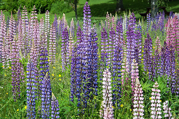 Image showing Lupinus