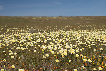 Image showing Antelope Valley Poppy Reserve, California, USA