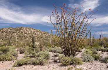 Image showing Organ Pipe Cactus N.M., Arizona, USA