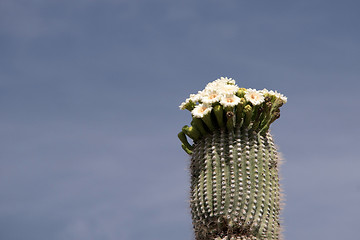 Image showing Cactus at Organ Pipe Cactus N.M., Arizona, USA