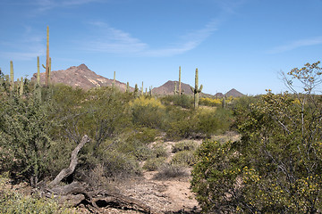 Image showing Organ Pipe Cactus N.M., Arizona, USA