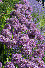 Image showing Allium