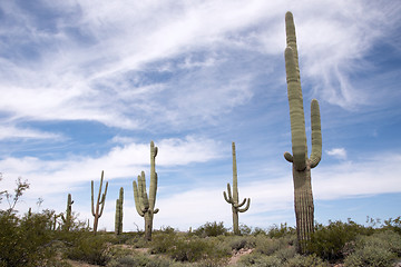 Image showing Organ Pipe Cactus N.M., Arizona, USA