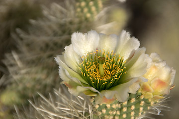 Image showing Cactus at Organ Pipe Cactus N.M., Arizona, USA