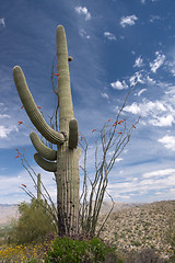 Image showing Saguaro National Park, Arizona, USA