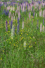 Image showing Lupinus