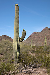 Image showing Organ Pipe Cactus N.M., Arizona, USA