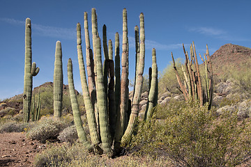 Image showing Organ Pipe Cactus N.M., Arizona, USA