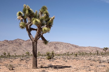 Image showing Joshua Tree National Park, California, USA