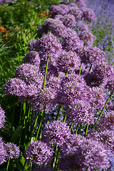 Image showing Allium