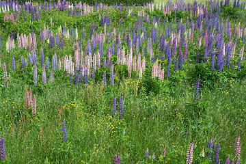 Image showing Lupinus