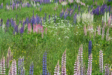 Image showing Lupinus