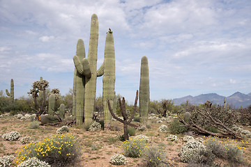 Image showing Saguaro National Park, Arizona, USA