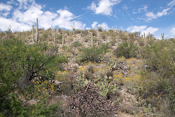 Image showing Saguaro National Park, Arizona, USA