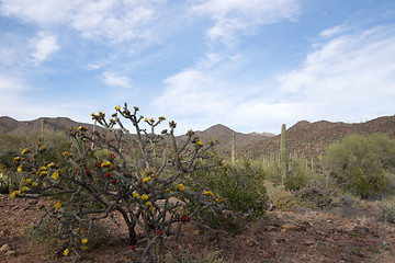 Image showing Saguaro National Park, Arizona, USA