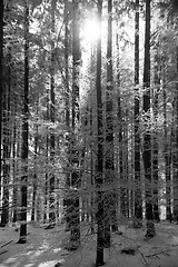 Image showing Forest with Snow, Black&White