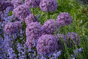 Image showing Allium