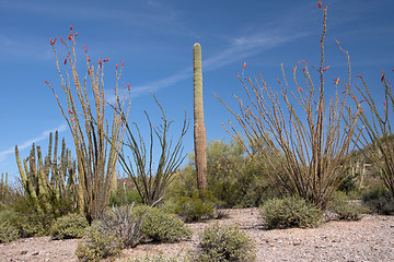 Image showing Organ Pipe Cactus N.M., Arizona, USA