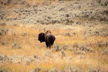 Image showing Yellowstone National Park, USA