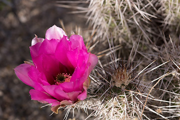 Image showing Cactus at Saguaro National Park, Arizona, USA