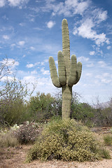 Image showing Saguaro National Park, Arizona, USA