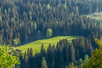 Image showing Forest, Carinthia, Austria