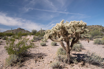 Image showing Organ Pipe Cactus N.M., Arizona, USA