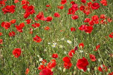 Image showing Poppy Flowers